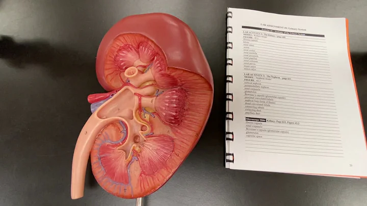 A&P II Lab 4 Video 1