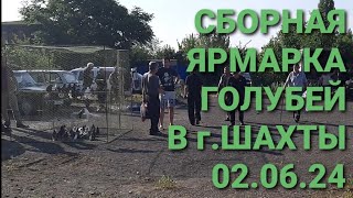 Сборная ярмарка голубей в г.Шахты. Птичий рынок 02.06.24. Pigeon Fair. Bird Market. الحمام. 鸽子.