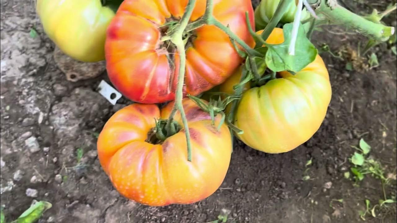 Очень урожайный крупноплодный сорт Анна Мейер ( Anna Meyer). - YouTube
