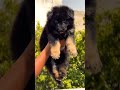German Shepherd KCI Puppy Available 🐾 Long Coat Heavy Bone 📞 8810623046