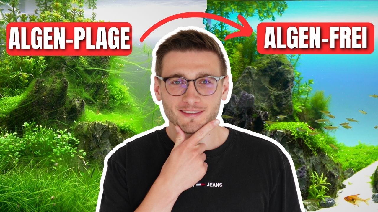 ALGENFREIES Aquarium in nur 3 Schritten - Algen im Aquarium bekämpfen