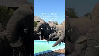 ? A Herd of Elephants Crash Our Pool Day in South Africa ??  elephants safari southafrica