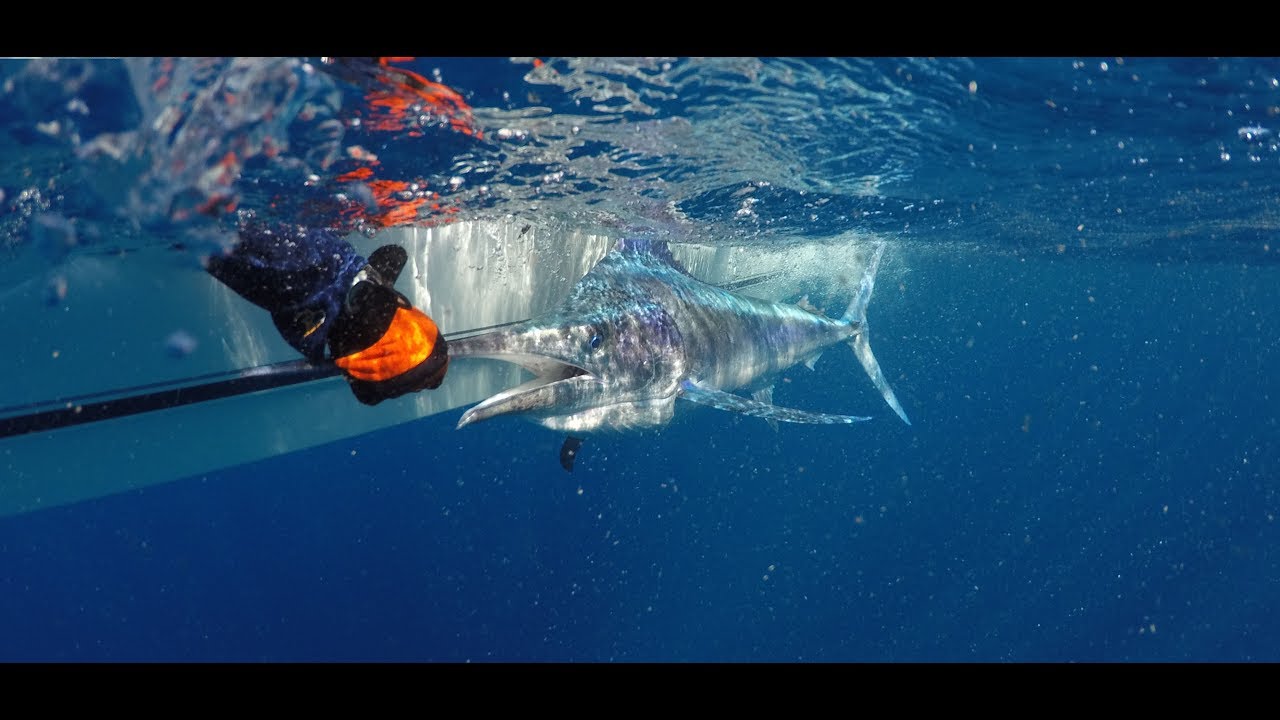 How to Troll Skirted Lures & Marlin Capture | Fisho App