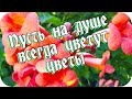 Пожелания для друзей... 🌸Пусть на душе у вас всегда цветут цветы🌸Good morning🌸