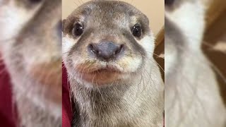 CloseUp looks of otter Sebunn so handsome🥰🦦Feeling sleepy 🤣|Cute Otter