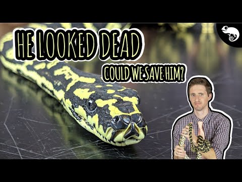 Video: Boa Constrictor Reptile Breed Allergivänliga, Hälsa Och Livslängd