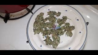 Bruce Banger from seedsman.com Big Buds!!!