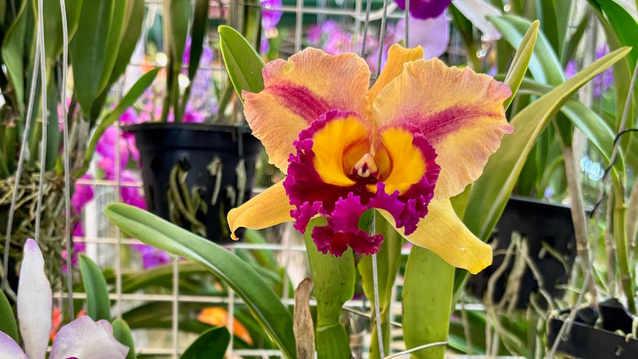 Planters Market Singapore At Marina Bay Sands 2025 新加坡植物市场2025在 滨海湾金沙 #plant #flower #plantersmarket