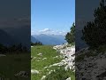 Серна в Альпах - горная коза