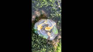#DuluxHowTo Create a RockPool Fish