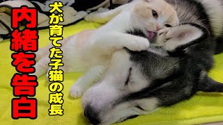 内緒にしてたことをお話しします。ハスキー犬達が育てた子猫の4か月の成長...