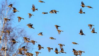 Стая обыкновенных чечёток. Carduelis flammea. Птицы Беларуси.