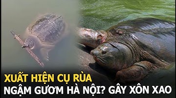 Xuất hiện Cụ Rùa ngậm gươm Hà Nội? Gây xôn xao