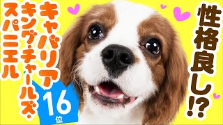 16th place Cavalier King Charles Spaniel  TOP100 Cute dog breed video