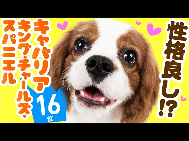16th place Cavalier King Charles Spaniel ｜ TOP100 Cute dog breed