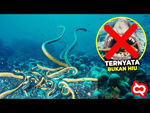 Video: 13 Ikan dan Haiwan Laut Berbahaya Yang Biasa Ditakuti Penyelam