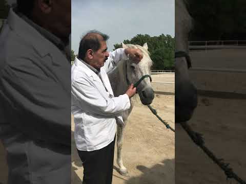 فيديو: مقاربات شاملة بديلة للطب البيطري وعلاجات الخيول والحيوانات الكبيرة