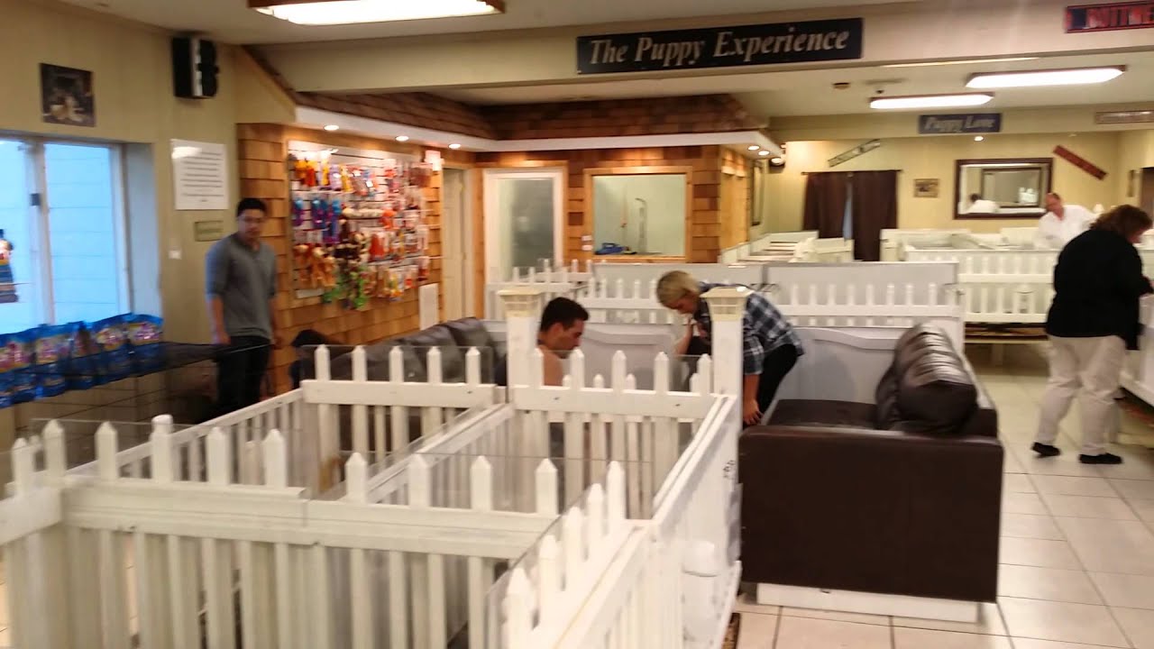 the puppy experience