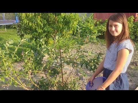 Video: Čučoriedka Záhradná
