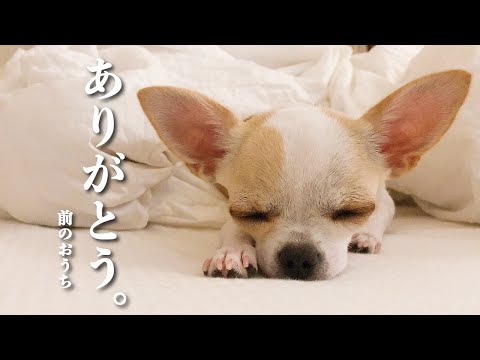 さようなら。思い出のおうち。はじめてのおうち、たくさんの思い出をありがとう。子犬から成犬までのチワワのチャイさん成長記録　香水 / 瑛人