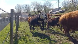 The Happiest Day of the Year! Cows Jumping for Joy After being Let Out! #happycows #bestdayever