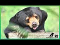 Sun bear Goldie before and after rescue