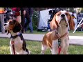 A Dog's Journey | Canine Co-Stars | Bonus Clip | Own it now on Blu-ray, DVD & Digital