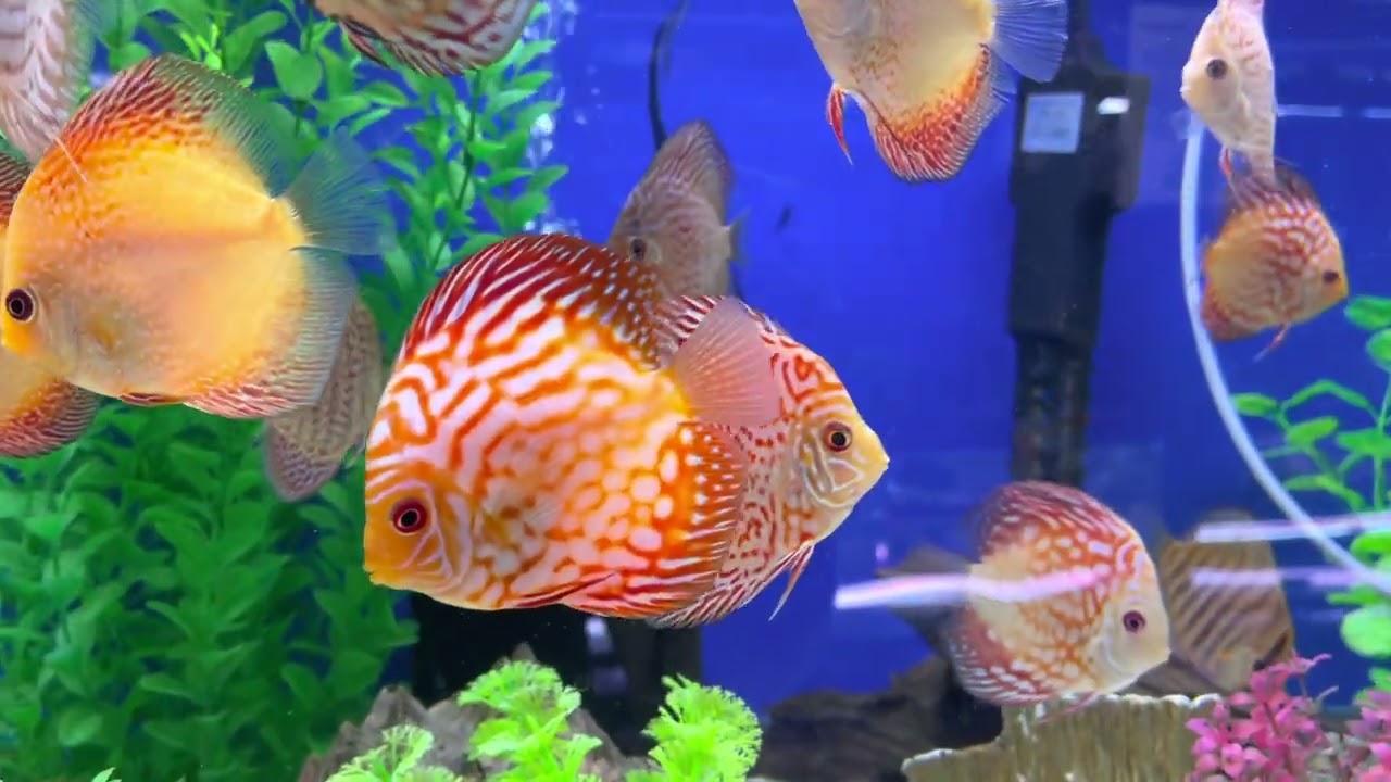 Stendker Discus USA