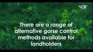 5 alternative control methods for gorse.
