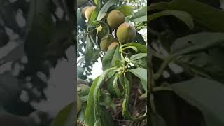 आड़ू Peach(Prunus persica)#peach#Prunuspersica#rosaceae#plantae#pomology#biodiversity#botany#flora