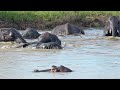 HIPPO&#39;s pool invaded by ELEPHANTS