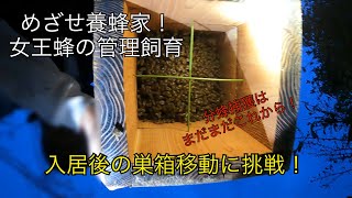めざせ養蜂家日本ミツバチ入居後の巣箱移動に初挑戦