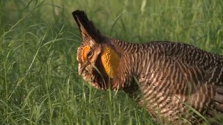 All about Attwater's Prairie Chickens!