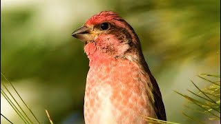 The Lovely! Purple Finch! Fun Facts, Photos and Footage; Finches; Haemorhous purpureus