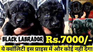 Black labrador puppies in low price || pure quality || full active |@Eyna the gsd life