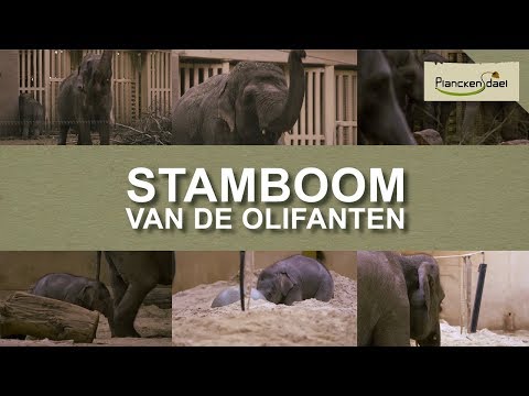 Video: Hoe Om U Stamboom Te Herken