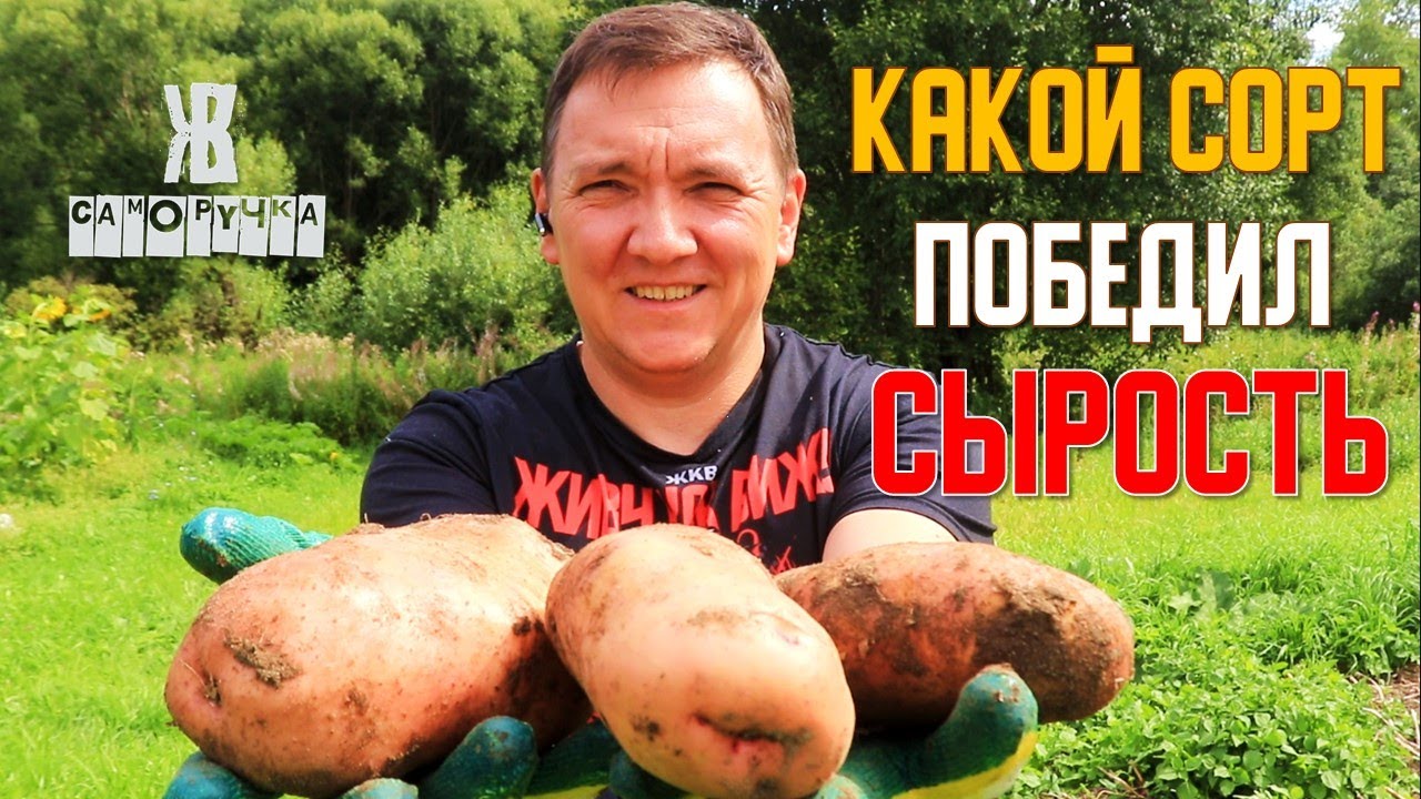 Какой сорт картошки победил в потопе? Итоги мокрого сезона. ЖКВ Саморучка