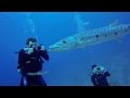 Barracuda Eats Lionfish-4K