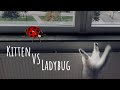 Kitten VS Ladybug - British Longhair hunts ferocious monster