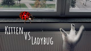 Kitten VS Ladybug - British Longhair hunts ferocious monster by Cat Mop 286 views 3 years ago 6 minutes, 1 second