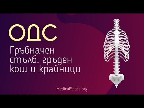 Видео: Кой хрущял се намира в края на дългите кости?