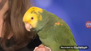 TOP 1 Best Auditions for Bird Animal on America's Got Talent