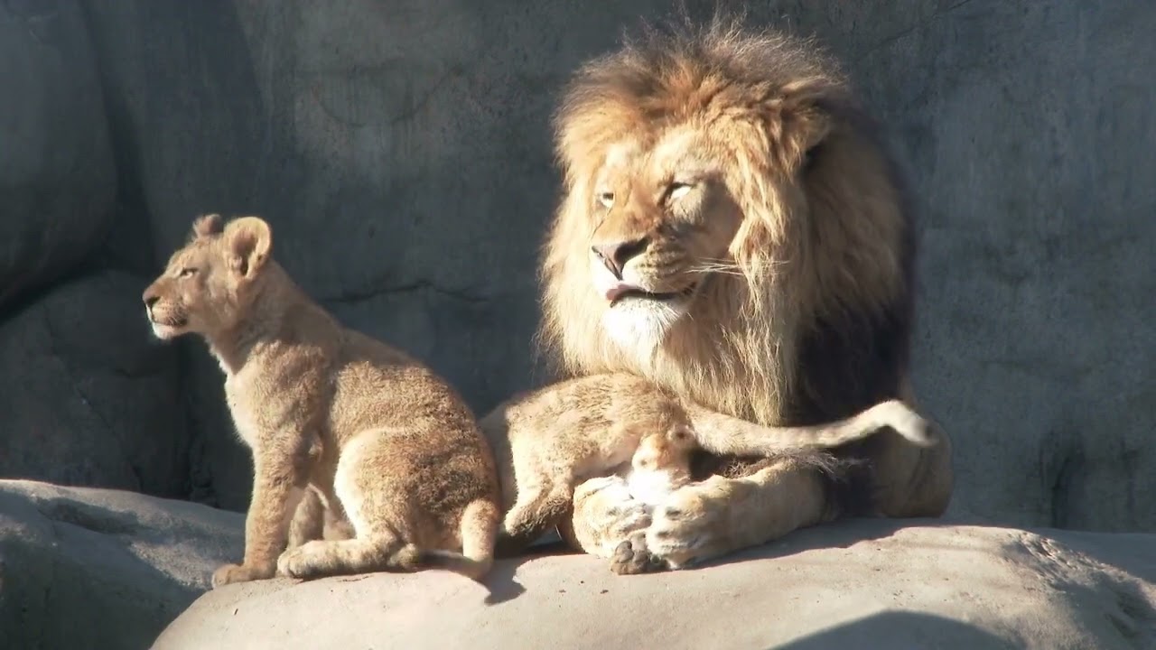 The King of Jungle playing with his two beautiful cubs- A rare video of a male lion and cubs