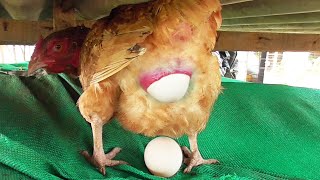 Hen Leying an Egg Video from Chicken Murgi se Anda / FishCutting 