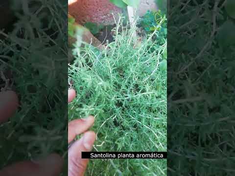 Βίντεο: Φυτά από βότανα Santolina - Πώς να χρησιμοποιήσετε τη Santolina στον κήπο