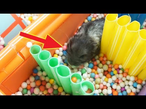 funny-hamsters-running-in-heart-maze-race---diy-hamster