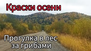 Краски осени Хабаровского края. Прогулка в лес за грибами.