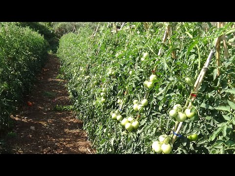 Βίντεο: Επιτυχημένη καλλιέργεια clematis