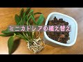 5月②ミニカトレア乾かしてバークで植える。①の続きでバークと植え方です。鉢ごと植えたミディカトレアも紹介しています。