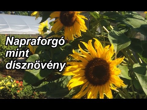 Videó: Napraforgó ültetése: Napraforgómag ültetés